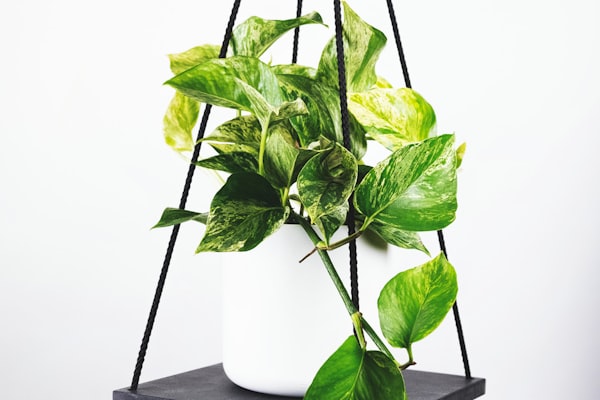 欧冠联赛巴塞罗那对阵拜仁慕尼黑比赛分析图片